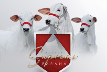 LEILÃO ELITE SUPREME PARANÃ